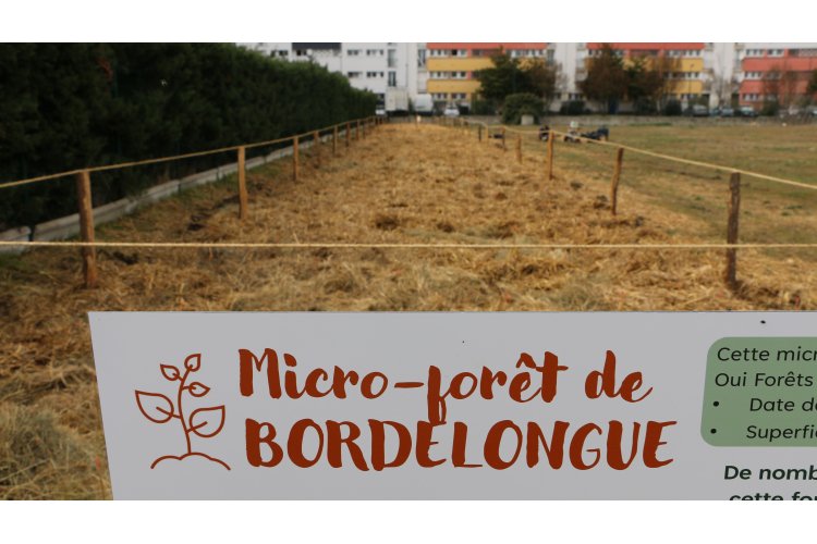 UNE PREMIÈRE MICRO-FORÊT